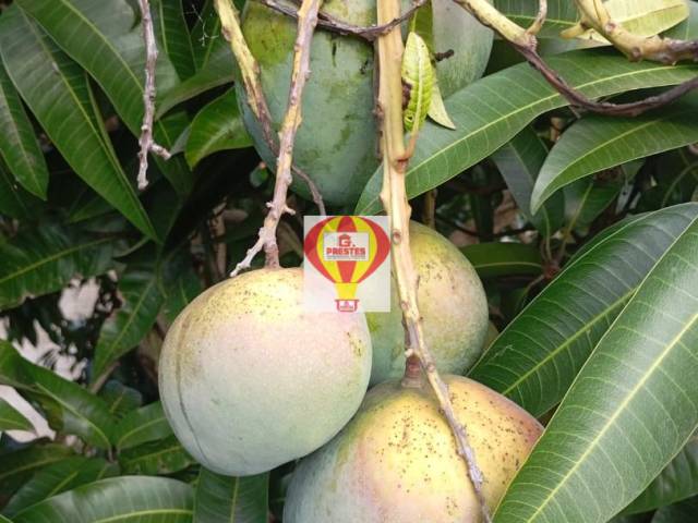 #7574 - Chácara para Venda em Sorocaba - SP - 3