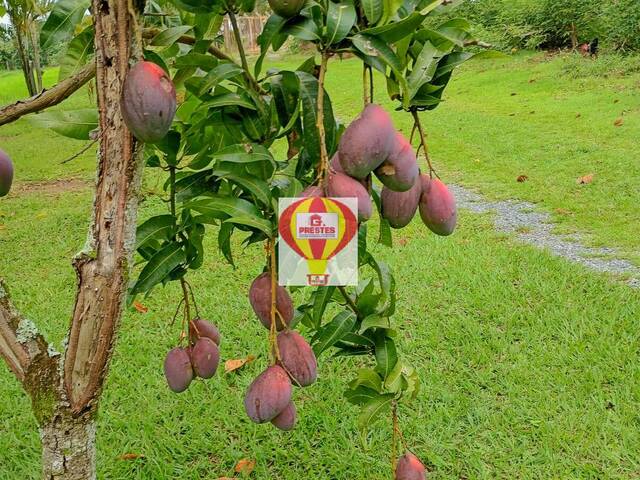 Sítio para Venda em Capela do Alto - 4