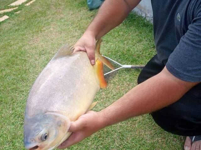 Chácara para Venda em Sorocaba - 4